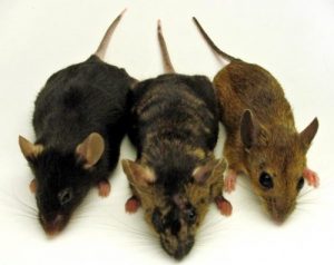 سمپاشی موش ، موش خانگی ، موش فاضلاب ، موش سقف