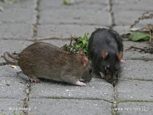 سمپاشی تضمینی موش،سمپاشی موش با ضمانت،طعمه گذاری موش،سمپاشی،سمپاشی موش خانگی
