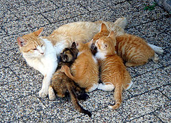 گربه ها،گبه حیوان خانگی،گربه و بیماری ها،گربه ناقل بیماری،گربه دوست داشتنی،سمپاشی کک،سمپاشی کنه،سمپاشی