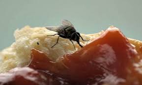 حشرات و آلوده کردن مواد غذایی