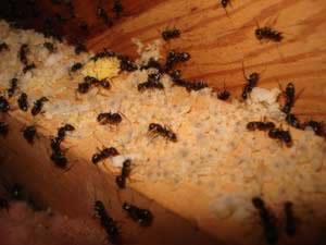 سمپاشی برای مورچه،سمپاشی رایگان مورچه