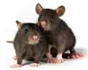 روشهای کنترل جوندگان ، کنترل موش ها ، مبارزه با موش ها ،مدیریت محیط در مبارزه با جوندگان ، تله گذاری موش ، طعمه مسموم