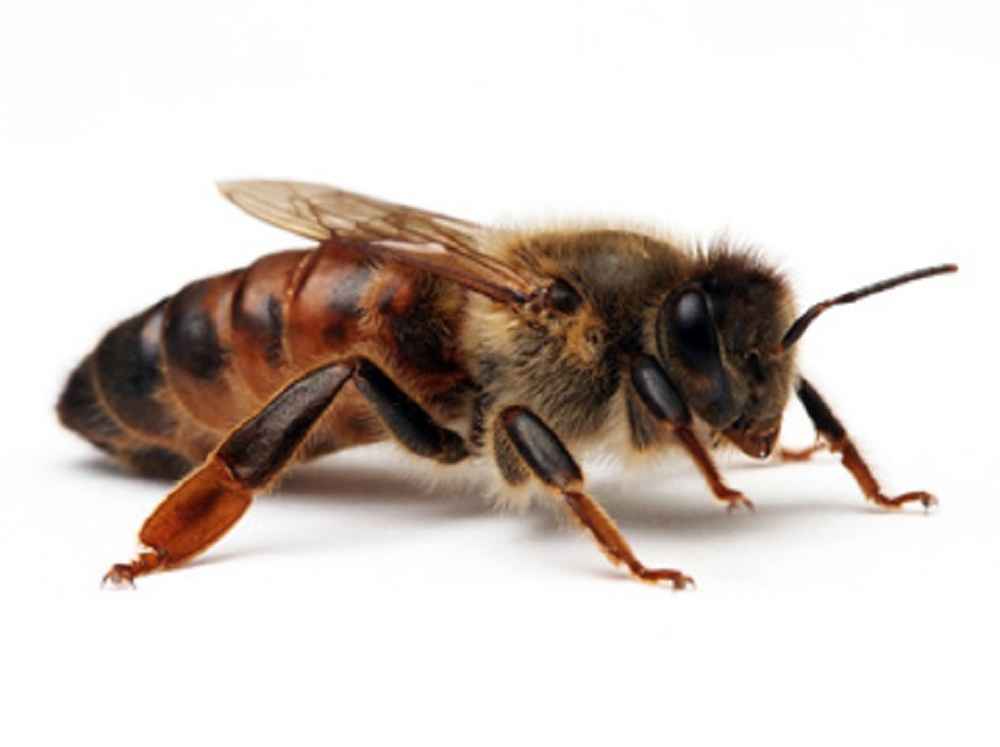 مضرات زنبور ، حشرات ناقل بیماری ، سمپاشی ، زنبور عسل ، سمپاشی نگارین ، سمپاشی منازل