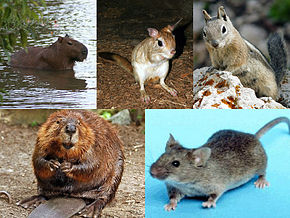 جوندگان ، موش ها ، همستر ، بیماری طاعون ، اهمیت بهداشتی موش ها ، انتقال بیماری ، انتقال بیماری توسط موش ها ، انتقال بیماری توسط جوندگان ، مبارزه با موش ها ، از بین بردن موش ها ، موش کثیف