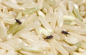 شپشک برنج، حشره کوچک داخل برنج ، آفت برنج ، رهایی از شپشک برنج، از بین بردن شپشک برنج ، چلوگیری از آفت زدن برنج ، جلوگری از شپشک زدن برنج