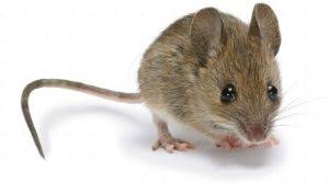 موشهای دارای اهمیت بهداشتی ، موش خانگی ، موش بندری ، موش بندری قهوه ای ، مبارزه با موش ها ، اهمیت بهداشتی موش ها ، جوندگان ، انواع موش ها ، مبارزه با موش ها ، سمپاشی موش ها ، کشتن موش ها