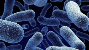 آنتروباکتریاسه ها ، میکروارگانیسم های مهم در بهداشت مواد غذایی ،میکرو کوک ، س=لاکتوباسیلاس ها ، سالمونلاها ، شیگلاها ، کلیفرمها ، پروتئوسها ، میکروب های دستگاه گوارش ، بهداشت مواد غذایی ، میکروب عامل اسهال ، میکروب عامل عفونت دستگاه گوارش ، میکروب موجود در گوشت مرغ فاسد