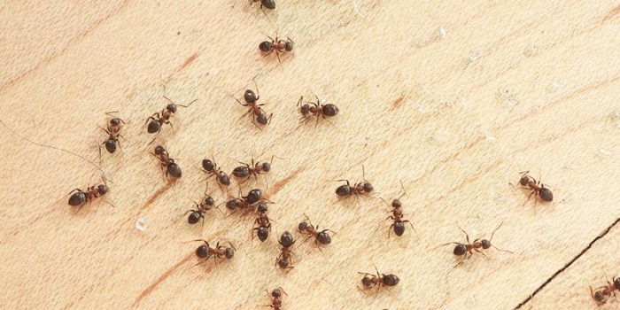 حشرات خانگی و از بین بردن آن ها