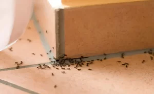 سم دفع کننده مورچه