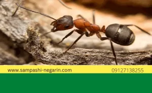 سمپاشی مورچه