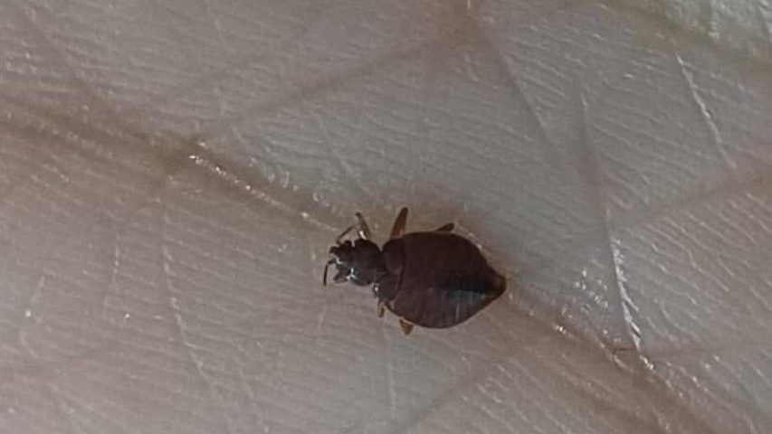 سمپاشی ساس با گاز